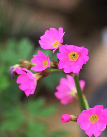 파주시야생화연구회 ‘야생화 봄꽃 전시회’ 연다