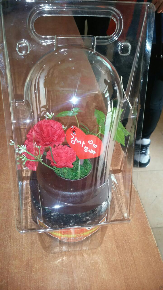 인삼카네이션 사세요~~~ 교남어유지동산 새싹인삼 1년근 판매