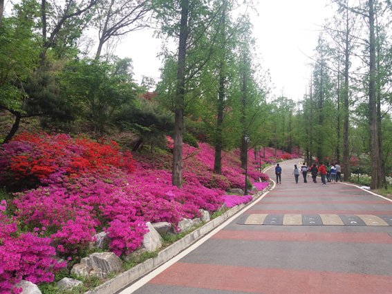 “동화힐링캠프 철쭉제”... 5월 22일까지 운영