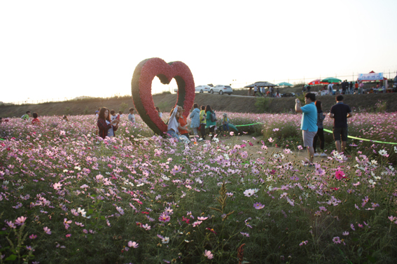 백만송이 코스모스 향기에 취해보세요