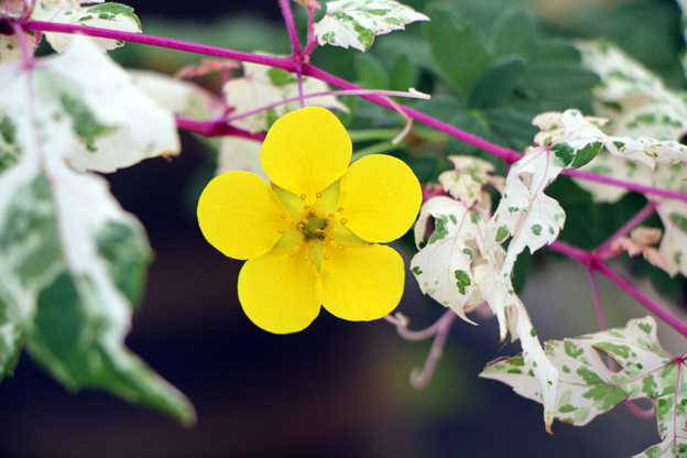 파주시야생화연구회, “봄꽃 전시회” 개최