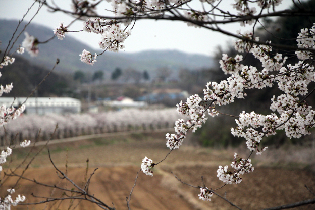 “쉬는 즐거움”, 파주(파평) 밤고지 벚꽃축제