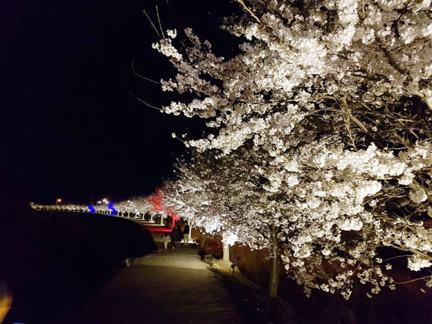 파주에서 마지막으로 보는 ‘밤고지 벚꽃놀이’